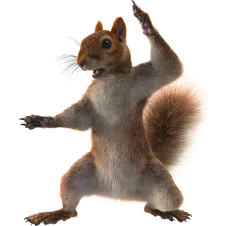 🐿