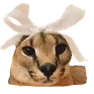 floppus