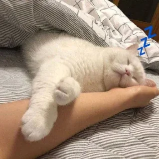 💤