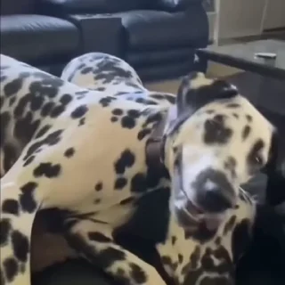 🐩