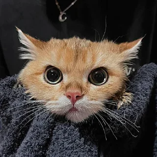 🤩