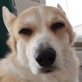 🌟