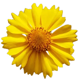 🌼