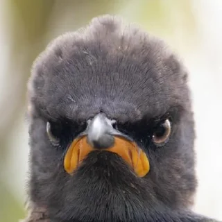 😡
