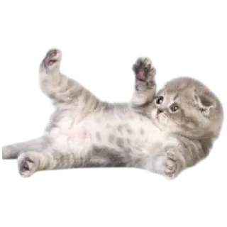 🐱
