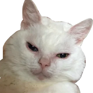 😼