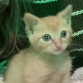 🥺