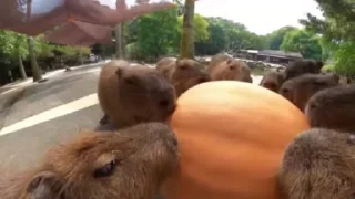 🦫
