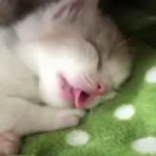 🐈‍⬛