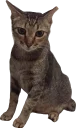 🐱