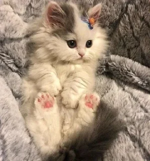 😺
