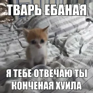 🤪