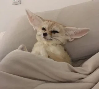 💤
