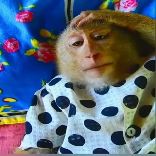 🐒