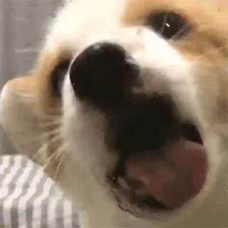 🐶