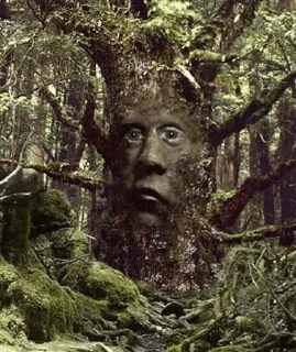 🌳