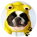 🐶