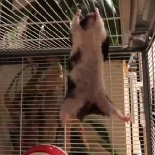 🐹