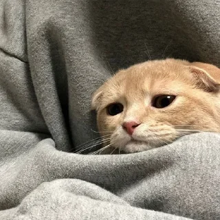 🐈