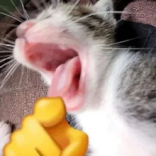 😸