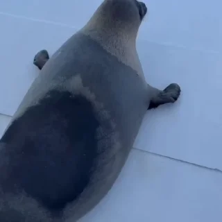 🦭