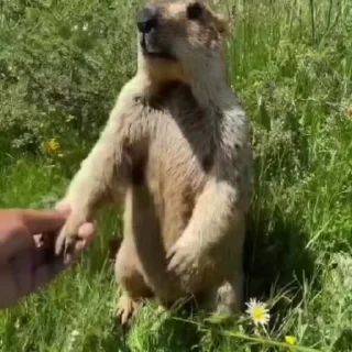 🦫