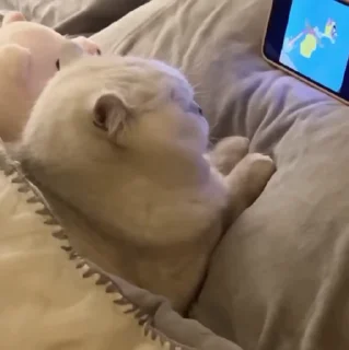 🐱