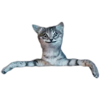 😸