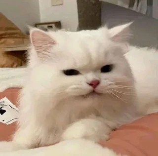 🥺
