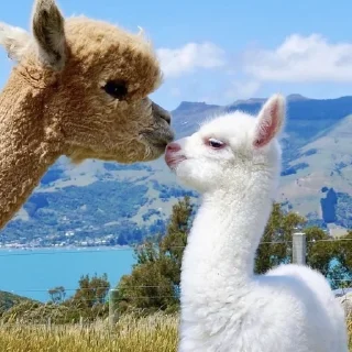 😽
