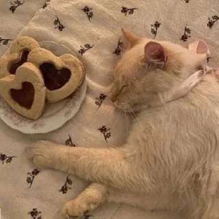 🐈