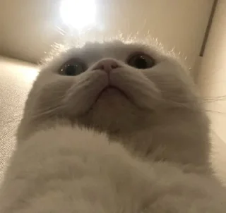 🐱