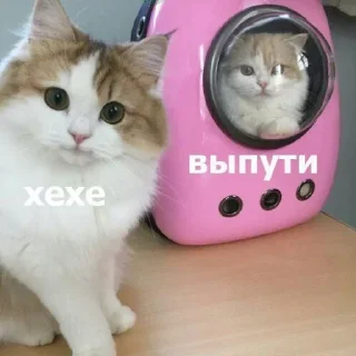 🐈