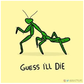 🦗