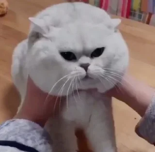 😾