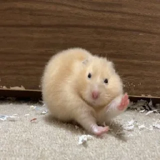 🐹