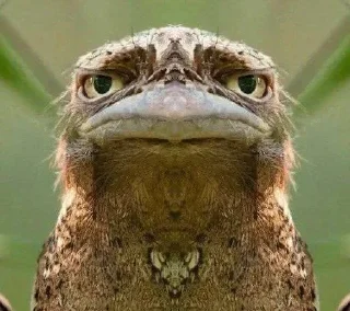 🪃
