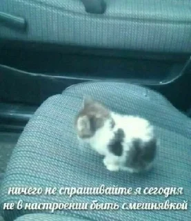 🐈