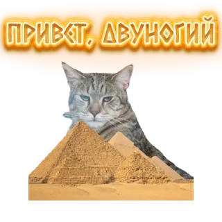 ⛺