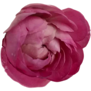 🌹