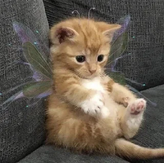 🐱
