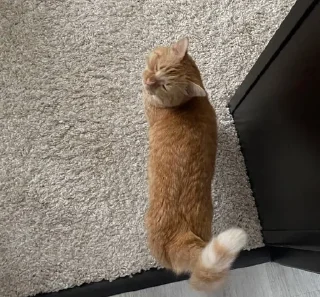 😴
