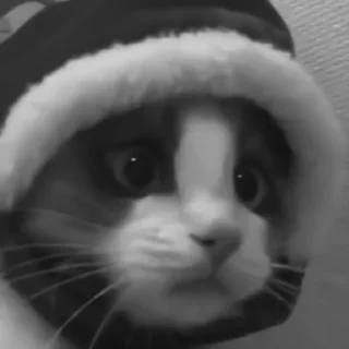 🐈‍⬛️