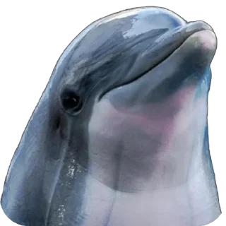 🐬