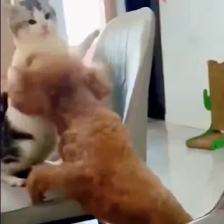 🤩