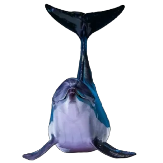 🐬