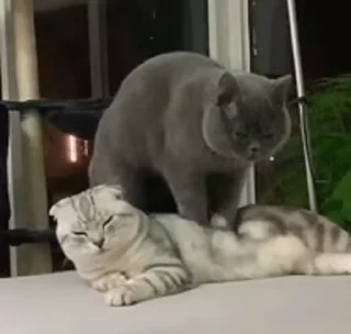 😼