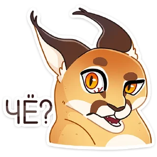 😼