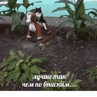 😺
