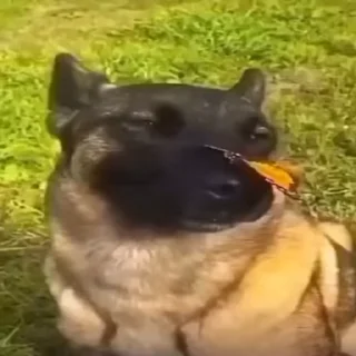 🦋